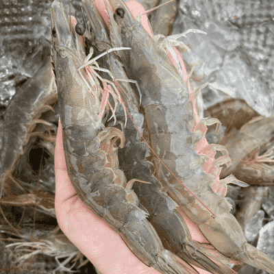 단새우 [싱싱새우] 국내산 활새우 흰다리새우 단맛 오른 제철 생물 새우, 1kg 30미 내외