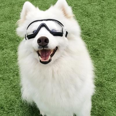 강아지고글 도글스 중형 강아지 안경 고글 애견 대형 선글라스, 중_대형 고글